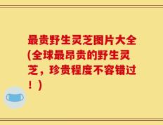最贵野生灵芝图片大全(全球最昂贵的野生灵芝，珍贵程度不容错过！)