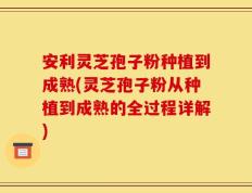 安利灵芝孢子粉种植到成熟(灵芝孢子粉从种植到成熟的全过程详解)