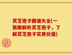 灵芝孢子图谱大全(一张图解析灵芝孢子，了解灵芝孢子实用价值)