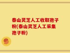 泰山灵芝人工收取孢子粉(泰山灵芝人工采集孢子粉)