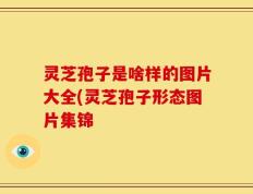 灵芝孢子是啥样的图片大全(灵芝孢子形态图片集锦