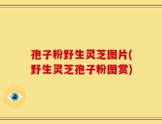 孢子粉野生灵芝图片(野生灵芝孢子粉图赏)