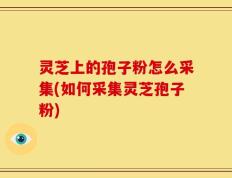 灵芝上的孢子粉怎么采集(如何采集灵芝孢子粉)