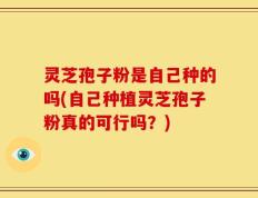 灵芝孢子粉是自己种的吗(自己种植灵芝孢子粉真的可行吗？)