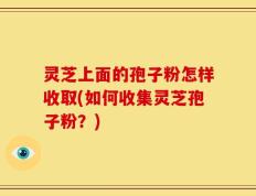 灵芝上面的孢子粉怎样收取(如何收集灵芝孢子粉？)