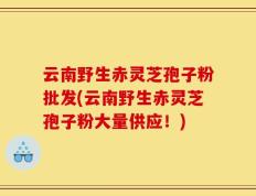 云南野生赤灵芝孢子粉批发(云南野生赤灵芝孢子粉大量供应！)