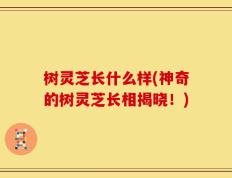 树灵芝长什么样(神奇的树灵芝长相揭晓！)