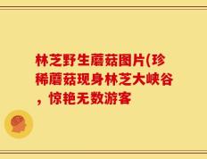 林芝野生蘑菇图片(珍稀蘑菇现身林芝大峡谷，惊艳无数游客