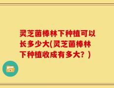 灵芝菌棒林下种植可以长多少大(灵芝菌棒林下种植收成有多大？)