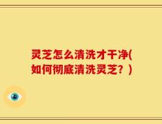 灵芝怎么清洗才干净(如何彻底清洗灵芝？)