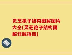 灵芝孢子结构图解图片大全(灵芝孢子结构图解详解指南)
