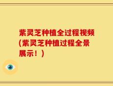 紫灵芝种植全过程视频(紫灵芝种植过程全景展示！)