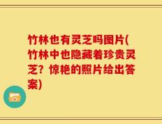 竹林也有灵芝吗图片(竹林中也隐藏着珍贵灵芝？惊艳的照片给出答案)