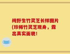 纯野生竹灵芝长样图片(珍稀竹灵芝现身，露出真实面貌！