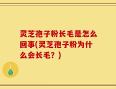 灵芝孢子粉长毛是怎么回事(灵芝孢子粉为什么会长毛？)