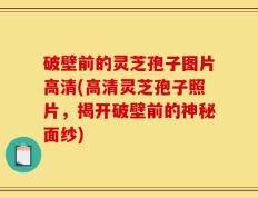 破壁前的灵芝孢子图片高清(高清灵芝孢子照片，揭开破壁前的神秘面纱)