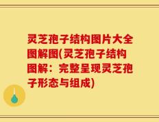 灵芝孢子结构图片大全图解图(灵芝孢子结构图解：完整呈现灵芝孢子形态与组成)