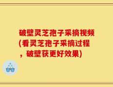 破壁灵芝孢子采摘视频(看灵芝孢子采摘过程，破壁获更好效果)