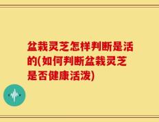 盆栽灵芝怎样判断是活的(如何判断盆栽灵芝是否健康活泼)