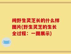 纯野生灵芝长的什么样图片(野生灵芝的生长全过程：一图展示)