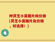 种灵芝小苗图片和价格(灵芝小苗图片及价格，好选择！)
