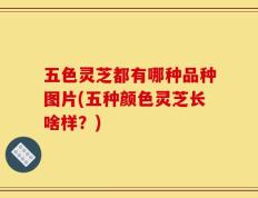 五色灵芝都有哪种品种图片(五种颜色灵芝长啥样？)