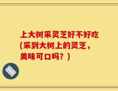 上大树采灵芝好不好吃(采到大树上的灵芝，美味可口吗？)