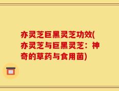 亦灵芝巨黑灵芝功效(亦灵芝与巨黑灵芝：神奇的草药与食用菌)