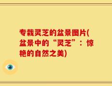 专栽灵芝的盆景图片(盆景中的“灵芝”：惊艳的自然之美)