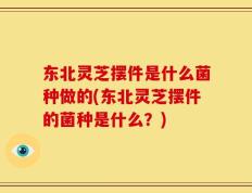 东北灵芝摆件是什么菌种做的(东北灵芝摆件的菌种是什么？)
