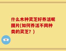 什么木种灵芝好养活呢图片(如何养活不同种类的灵芝？)
