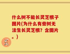 什么树不能长灵芝根子图片(为什么有些树无法生长灵芝根？含图片。)