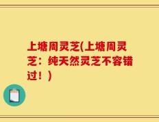 上塘周灵芝(上塘周灵芝：纯天然灵芝不容错过！)