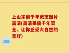 上山采摘千年灵芝图片高清(高清采摘千年灵芝，让你感受大自然的美好)