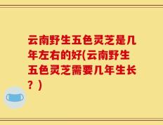 云南野生五色灵芝是几年左右的好(云南野生五色灵芝需要几年生长？)