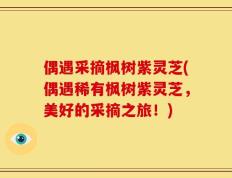 偶遇采摘枫树紫灵芝(偶遇稀有枫树紫灵芝，美好的采摘之旅！)