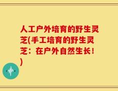 人工户外培育的野生灵芝(手工培育的野生灵芝：在户外自然生长！)