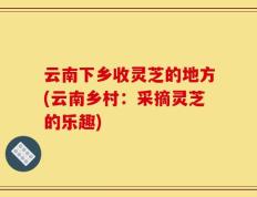 云南下乡收灵芝的地方(云南乡村：采摘灵芝的乐趣)