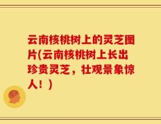 云南核桃树上的灵芝图片(云南核桃树上长出珍贵灵芝，壮观景象惊人！)