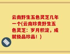云南野生五色灵芝几年一个(云南珍贵野生五色灵芝：岁月积淀，成就极品珍品！)