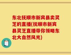 东北抚顺市新宾县卖灵芝的直播(抚顺市新宾县灵芝直播带你领略东北大自然风光)