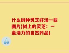 什么树种灵芝好活一些图片(树上的灵芝：一盘活力的自然药品)