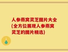 人参燕窝灵芝图片大全(全方位展现人参燕窝灵芝的图片精选)