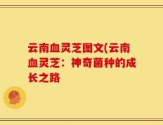 云南血灵芝图文(云南血灵芝：神奇菌种的成长之路