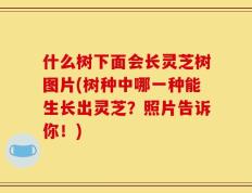 什么树下面会长灵芝树图片(树种中哪一种能生长出灵芝？照片告诉你！)