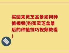 买回来灵芝盆景如何种植视频(购买灵芝盆景后的种植技巧视频教程)