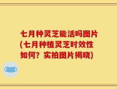 七月种灵芝能活吗图片(七月种植灵芝时效性如何？实拍图片揭晓)