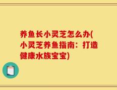 养鱼长小灵芝怎么办(小灵芝养鱼指南：打造健康水族宝宝)