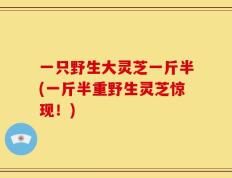 一只野生大灵芝一斤半(一斤半重野生灵芝惊现！)
