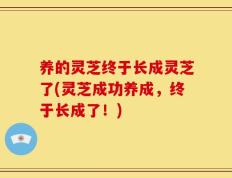 养的灵芝终于长成灵芝了(灵芝成功养成，终于长成了！)